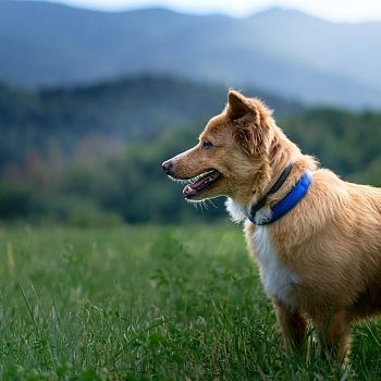 Ein braun-beiger Hund mit blauem Halsband steht seitlich im grasigen Feld; der Hund schaut nach links. Im Hintergrund erkennt man eine grüne Landschaft mit Bäumen und eine ferne Bergkette unter blauem Himmel.